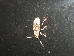 Eucorynus crassicornis