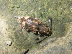 Eucorynus crassicornis