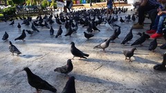 Columba livia