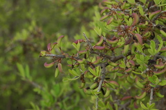 Forestiera phillyreoides