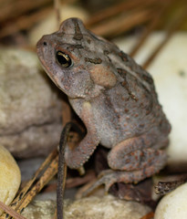 Anaxyrus terrestris