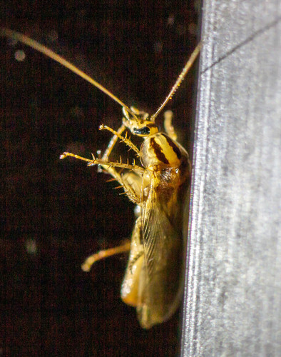 Asian Cockroach photo 5