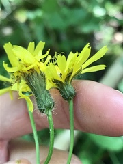 Crepis paludosa