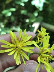 Crepis paludosa
