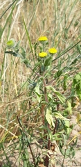 Pulicaria vulgaris