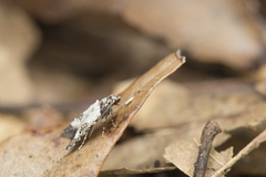 Commatarcha