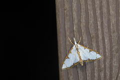 Cirrhochrista spinuella