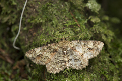 Paradarisa comparataria