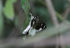 Satarupa monbeigi