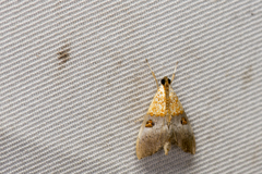 Agrotera