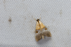 Agrotera