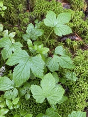 Rubus humulifolius