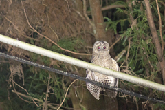 Strix leptogrammica