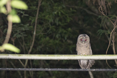 Strix leptogrammica