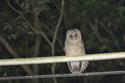 Chouette de l'Himalaya (Strix nivicolum)