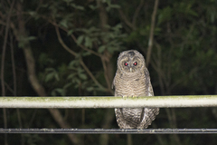 Strix leptogrammica