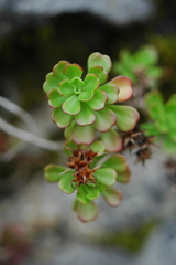 Sedum retusum