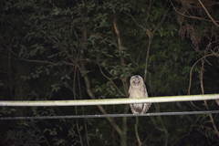 Strix leptogrammica