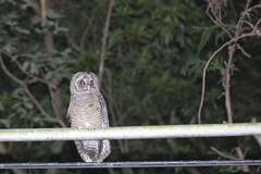 Strix leptogrammica