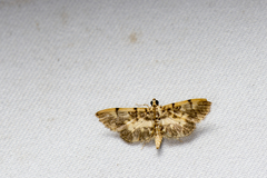 Tylostega