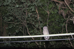Strix leptogrammica