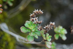 Sedum retusum
