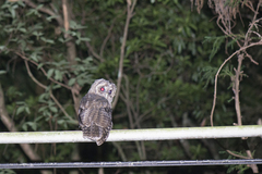 Strix leptogrammica