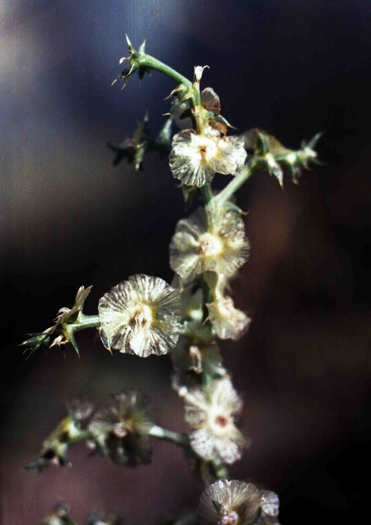 Salsola tamamschjanae