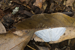 Lomographa platyleucata