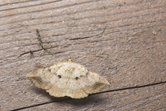 Blasticorhinus ussuriensis