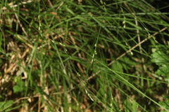 Carex brunnescens