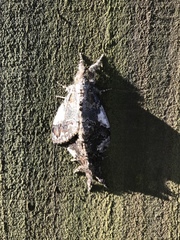Dasychira obliquata