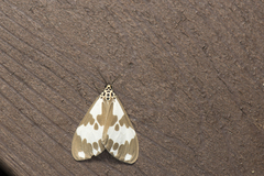 Nyctemera carissima