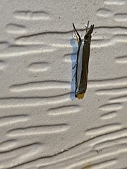 Crambus quinquareatus