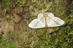 Macrocilix mysticata