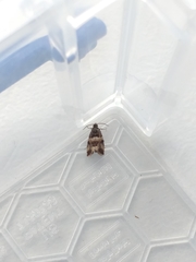 Lobesia abscisana