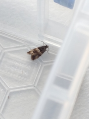 Lobesia abscisana