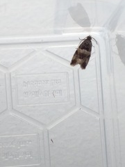 Lobesia abscisana