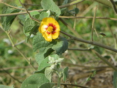 Abutilon hirtum