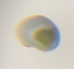 Cyprididae