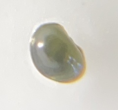 Cyprididae