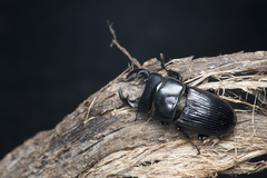 Aegus laevicollis formosae