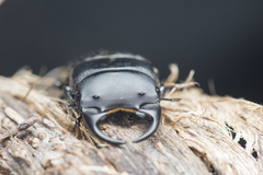 Aegus laevicollis formosae