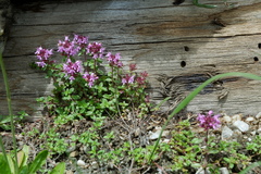 Thymus alpestris