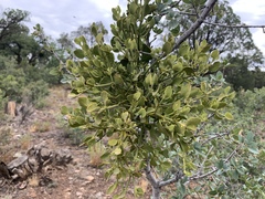 Phoradendron coryae