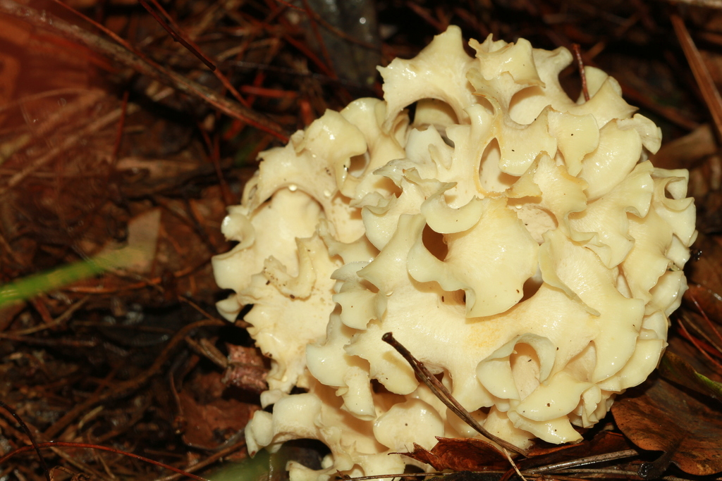 Sparassis cystidiosa