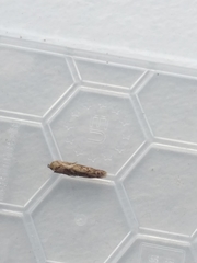 Blastobasis adustella