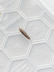 Blastobasis adustella