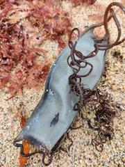 Scyliorhinus stellaris