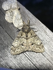Dasychira obliquata